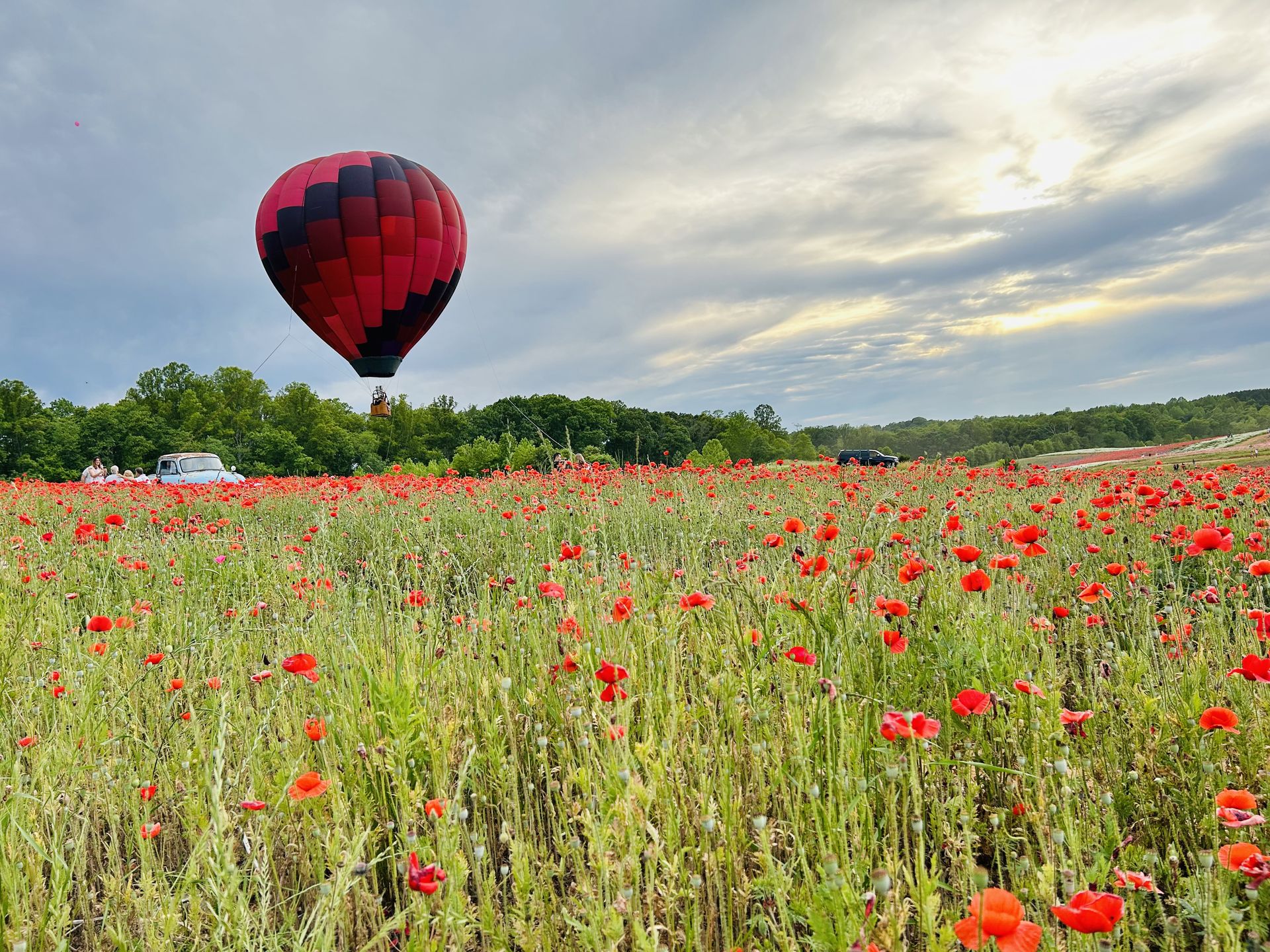 Balloon flying over a poppy field