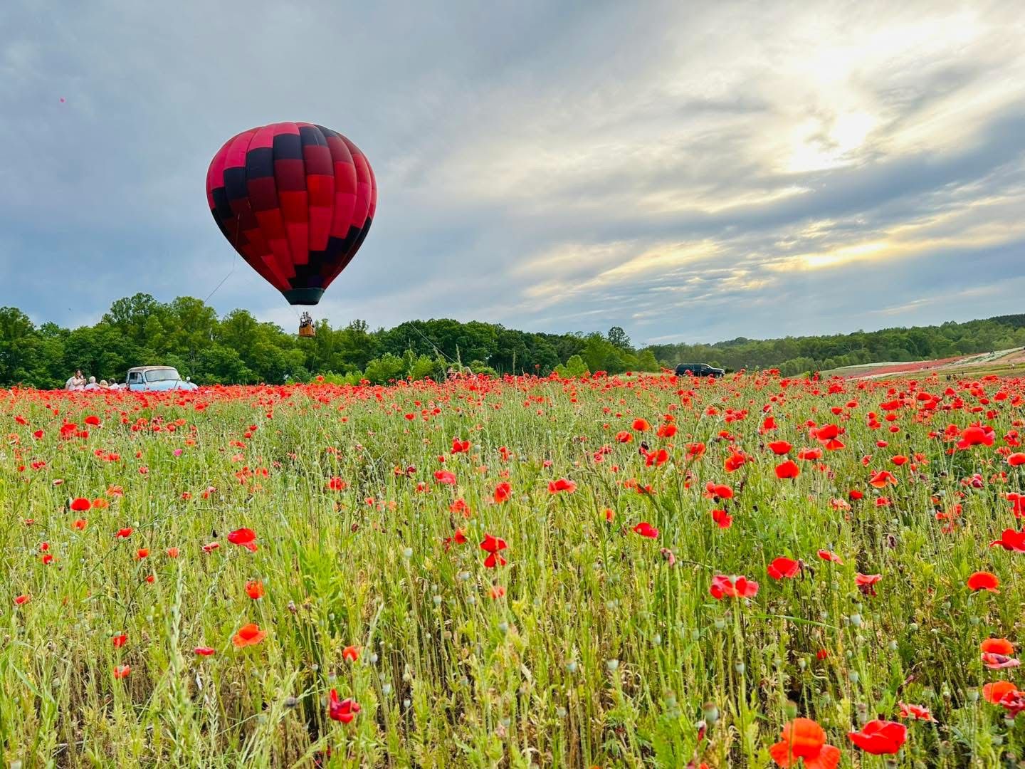 Balloon flying over a field of poppies